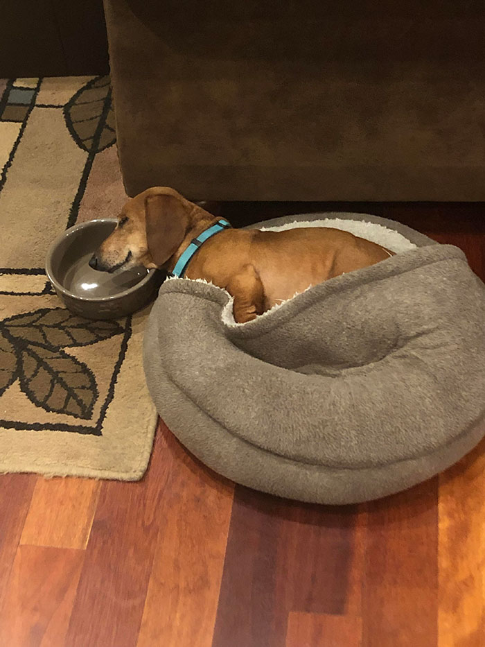 "Let Me Just Use My Hard Ceramic Bowl As A Pillow While I Sleep In My Large Soft Bed"