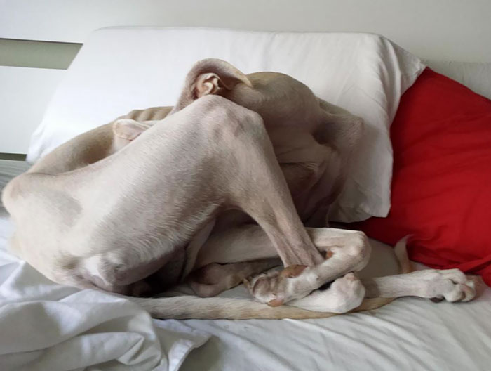 Weird. My Rescued Spanish Greyhound Sleeps Like This