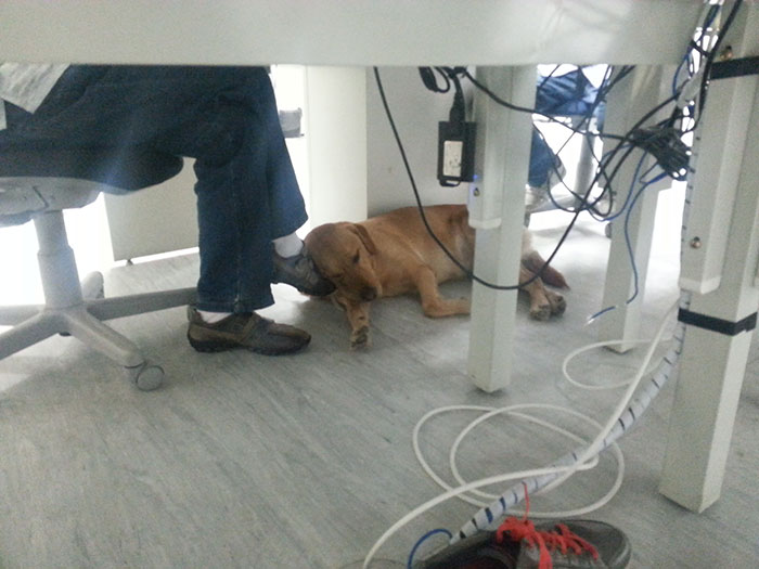 My Co-Worker Is Blind And He Brings His Guide Dog To Work Every Day. This Is How The Dog Sleeps