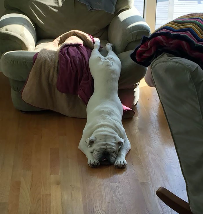 This Is How My Friend's Bulldog Sleeps