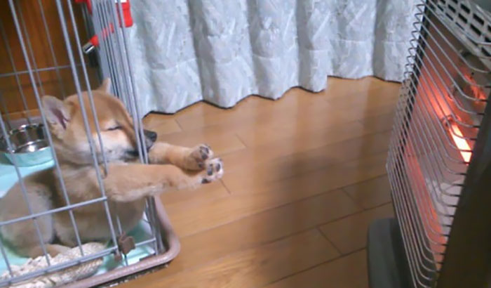 5 photos of Dog sleeping that will make you say Awwwwww 1