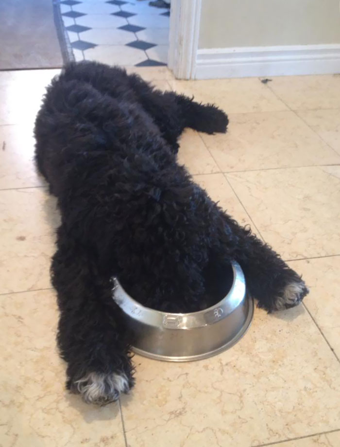 So My Friend's Dog Fell Asleep With Her Face In Her Bowl
