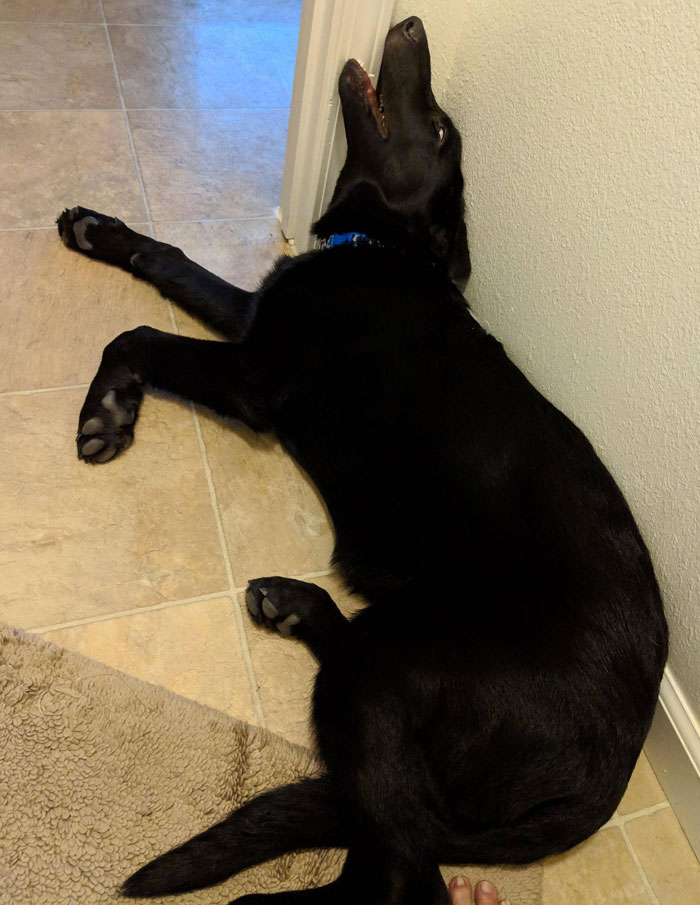Heard Snoring From The Bathroom, Found Him Passed Out Like This