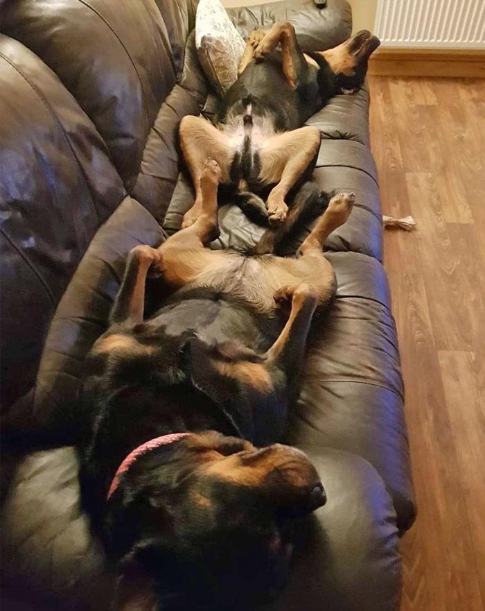 How The Dogs Used To Sleep On The Sofa, Definitely A Good Move Getting A Bigger Sofa