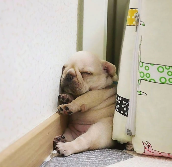 This Frenchie Puppy Sleeps Anywhere 