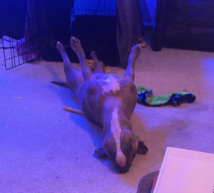This Is Leela. She Sleeps Like This. It Just Ain't Right