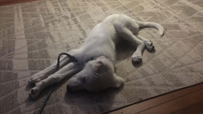 Beau Is 4-Months-Old And Falls Asleep In Very Strange Positions. Somehow This Seems To Be Comfortable