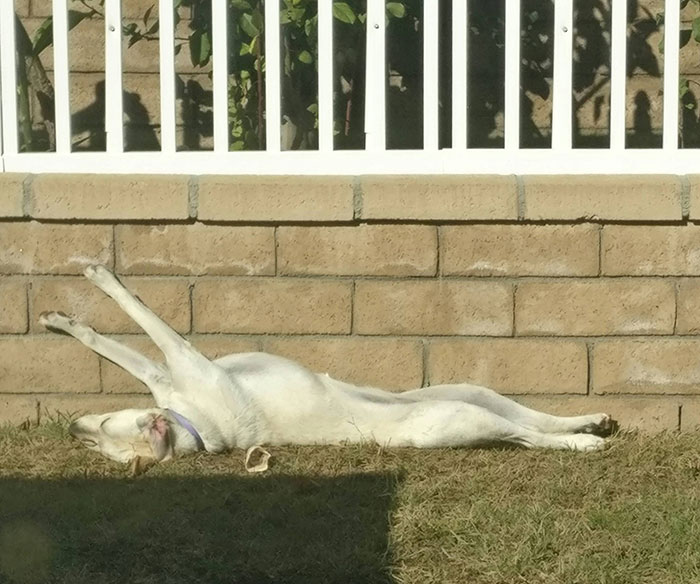 I Just Looked Outside And My Dog Was Sleeping Like This