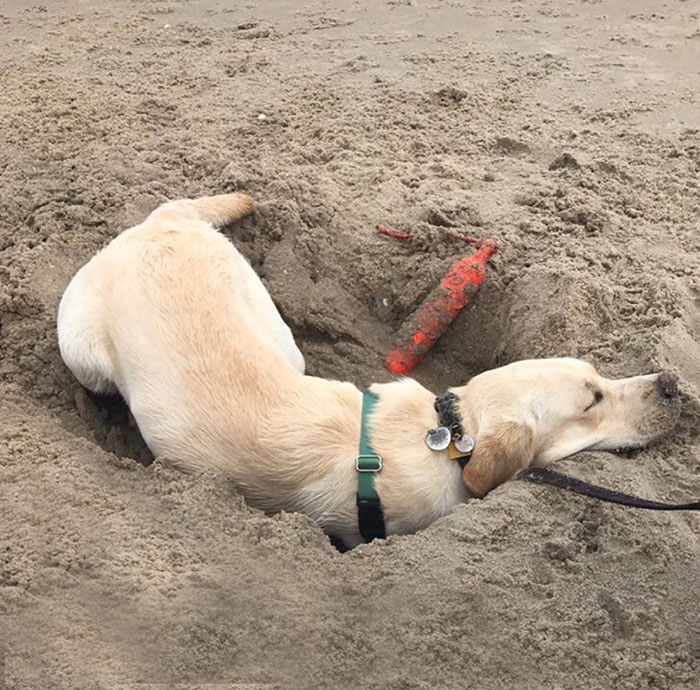 This Is Maisey. She Fell Asleep Mid-Excavation. Happens To The Best Of Us