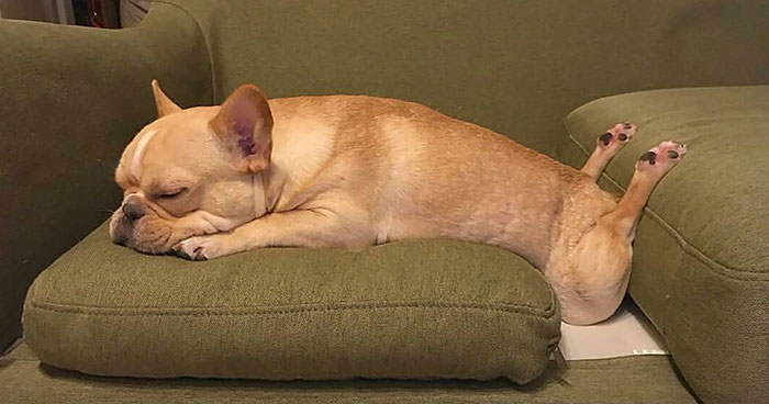 50 Times Dogs Managed To Fall Asleep In Hilariously Awkward Positions