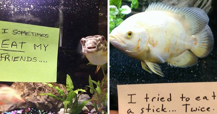 23 Hilarious Fish That Got Shamed Publicly For Being Naughty