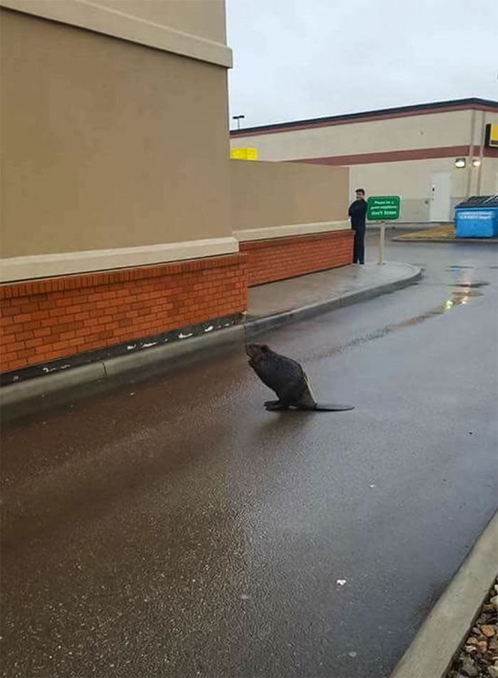 Only In Vancouver Does A Beaver Block The Tim Hortons Drive Through