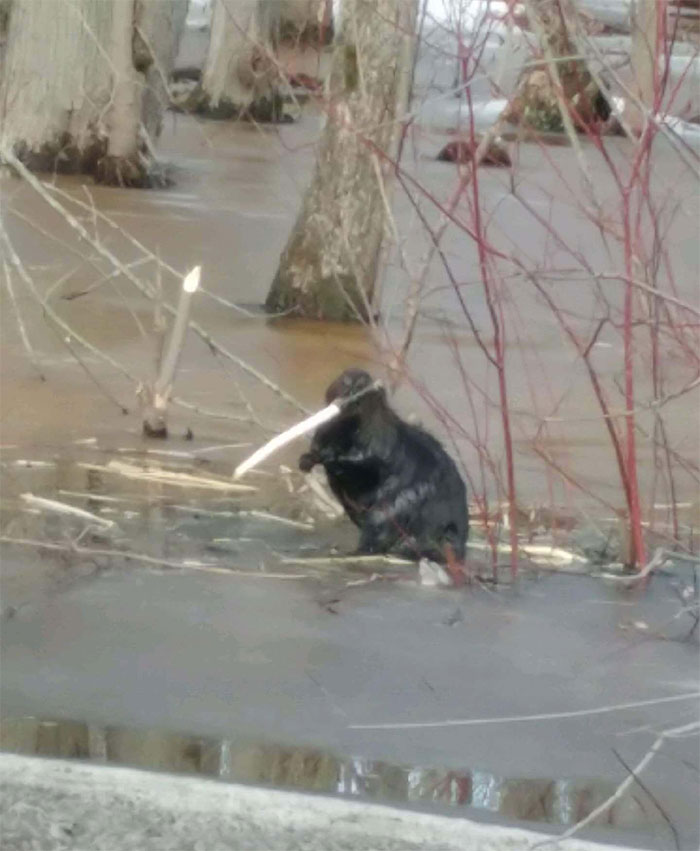Saw A Beaver On His Way To Assassinate Someone