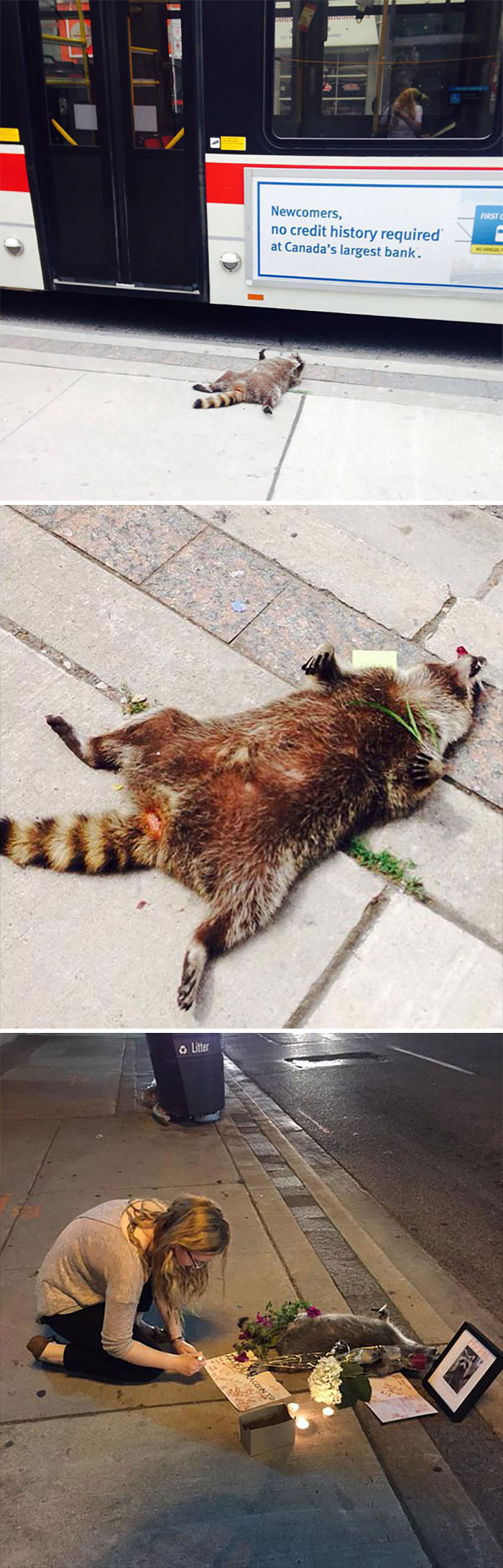 En Toronto le hicieron un homenaje a un mapache muerto cuando los empleados de limpieza olvidaron recogerlo