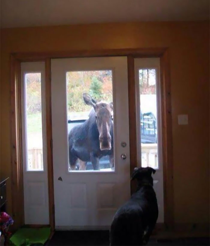 This Moose Literally Followed Me Home