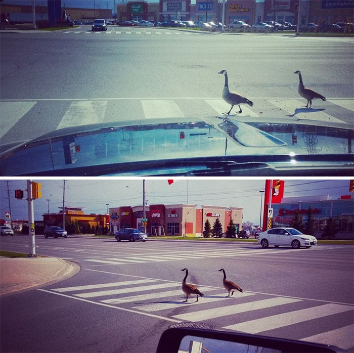 They Waited At The Corner On The Side Walk For Traffic To Stop. Then Used The Buddy System To Cross When The Walk Signal Flashed. Overly Polite Animals?