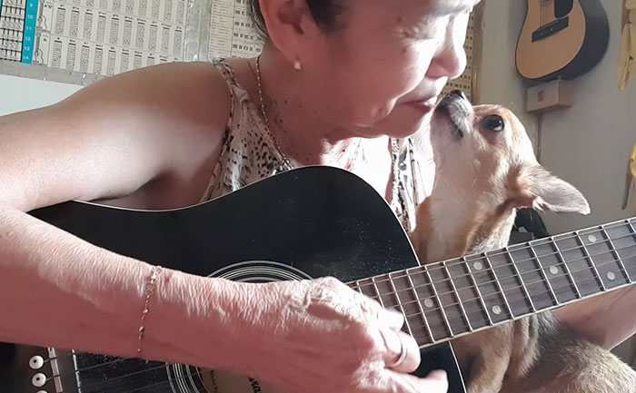This Sleepiest Chihuahua Ever Can’t Handle Grandma’s Singing