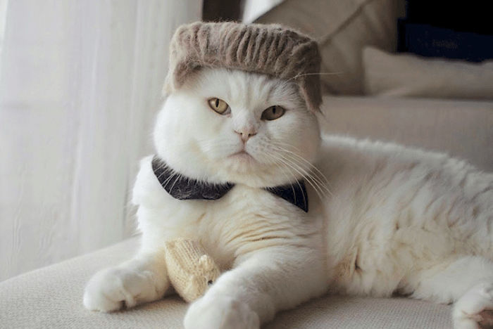 These Cats Have A Huge Collection Of Hats Made Out Of Their Shed Fur