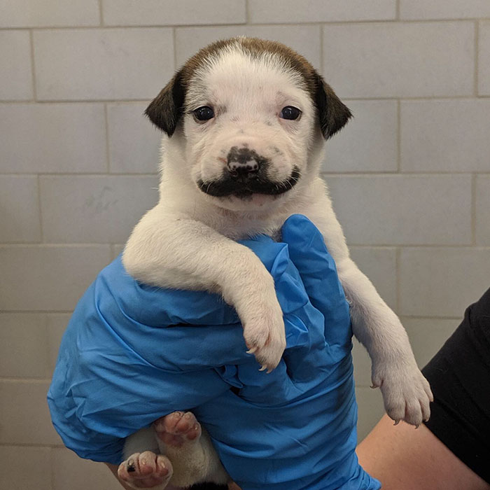 handlebar mustache puppy salvador dolly heartsandbonesrescue 5 5d441d7624543  700 - Salvador Dolly o cachorro com bigode que conquistou a Internet