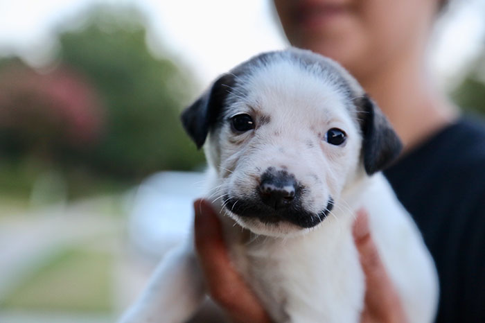 handlebar mustache puppy salvador dolly heartsandbonesrescue 6 5d441d7808a16  700 - Salvador Dolly o cachorro com bigode que conquistou a Internet