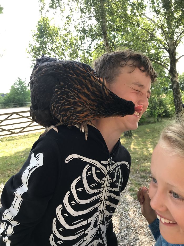 Pet... And Kid-Eater Chicken