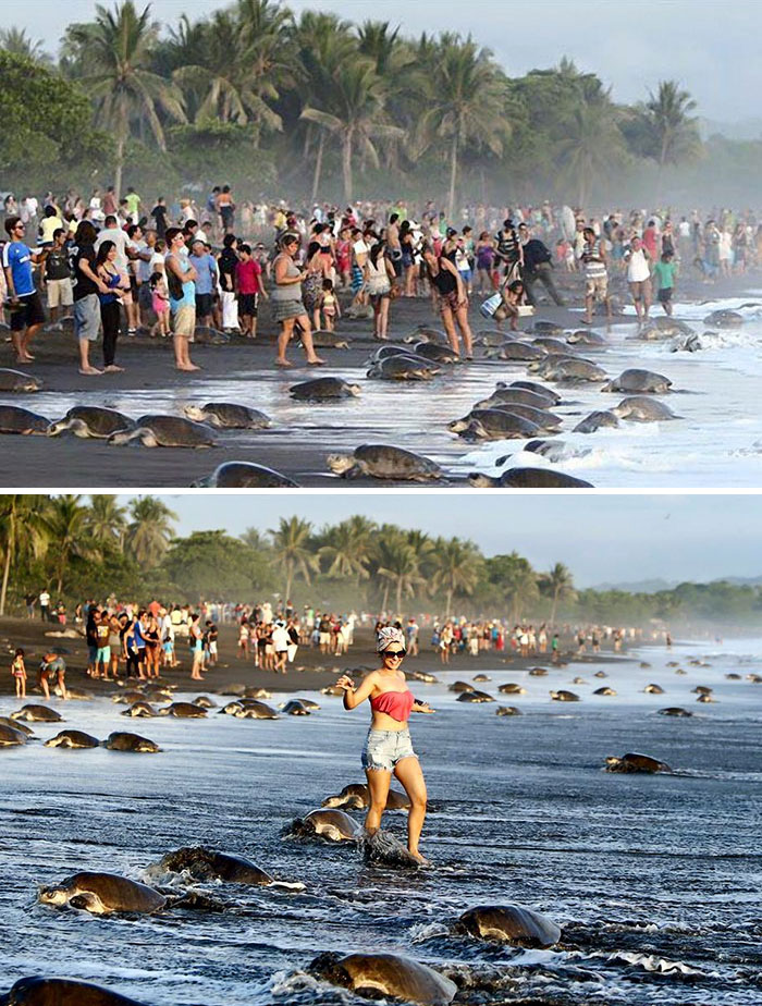 Muchedumbre de turistas en la playa de Costa Rica impidiendo que las tortugas pongan sus huevos