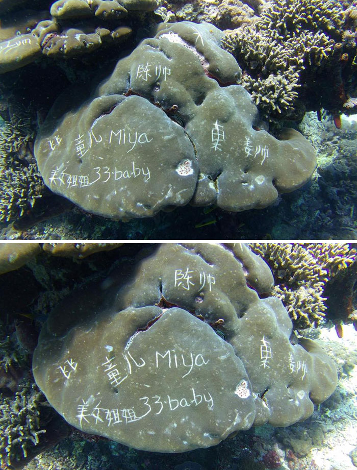 Photos Taken By Bali Dive School Shows Coral Defaced With Writing Etched In