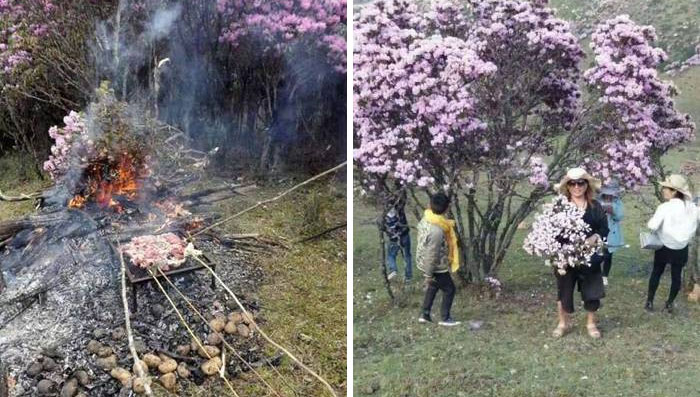Turistas destruyendo las azaleas en flor en China, usan sus ramas para hacer barbacoas