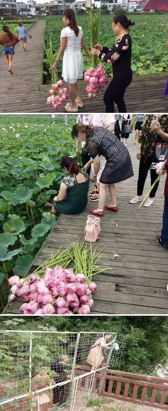 Estos turistas arrancaron todas las flores de loto de un ecoparque