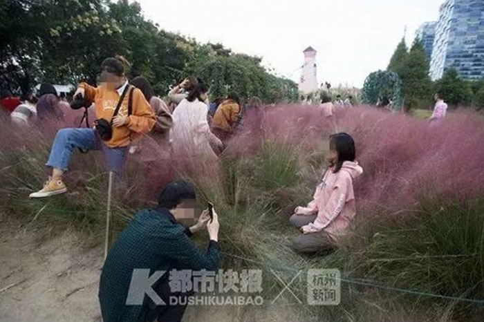 Turistas destruyen esta "hierba rosa" con su manía de hacerse selfies