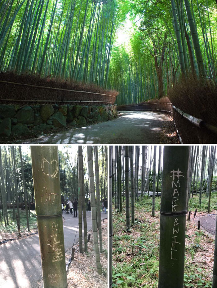 Turistas vandalizan los troncos de este famoso bosque de bambú japonés