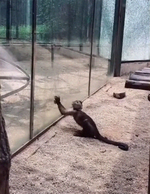 Un visitante del zoo vio a este mono afilando una roca y usándola luego para quebrar el recinto de cristal