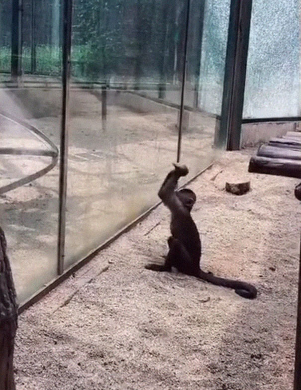 Zoo's Visitor Sees Monkey Sharpening A Rock, Later It Uses It To Shatter Its Glass Enclosure