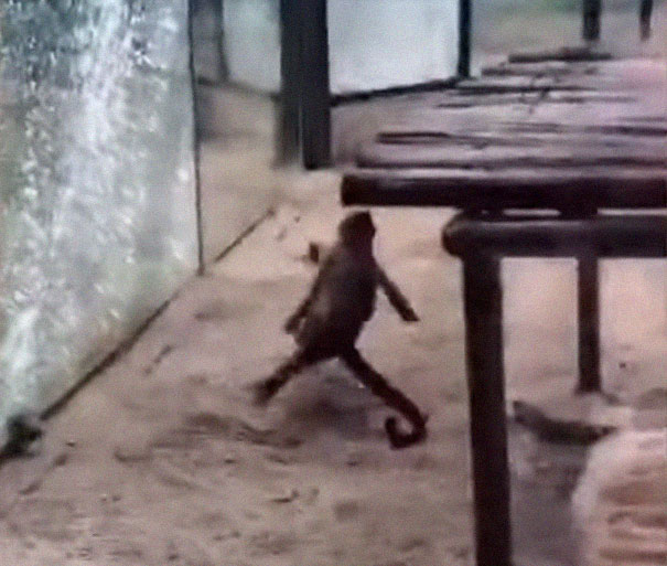 Zoo's Visitor Sees Monkey Sharpening A Rock, Later It Uses It To Shatter Its Glass Enclosure