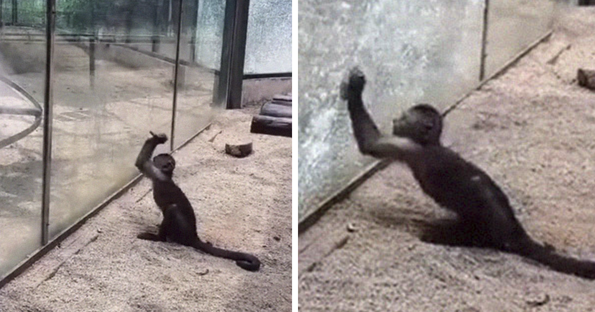 Zoo's Visitor Sees Monkey Sharpening A Rock, Later It Uses It To Shatter  Its Glass Enclosure | Bored Panda