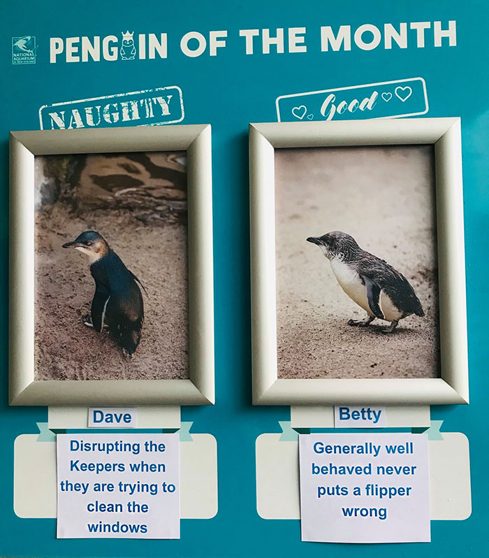 Naughty-Good-Penguin-Of-Month-National-Aquarium-New-Zealand