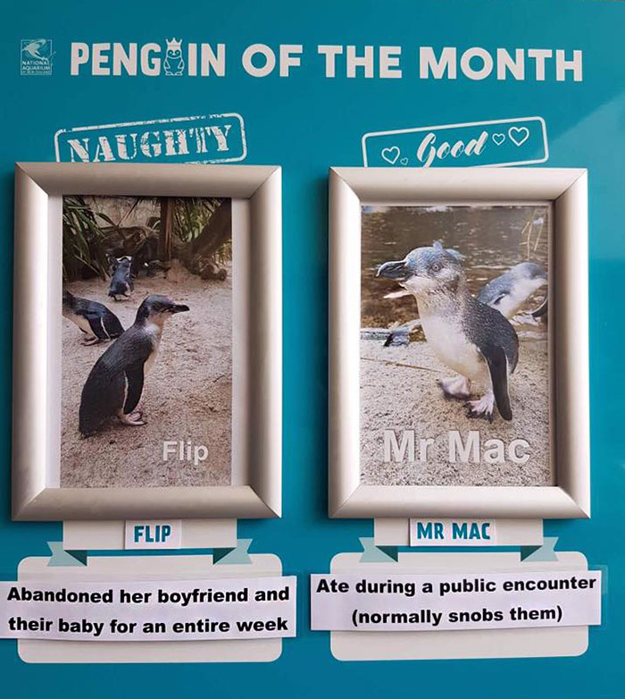 Naughty-Good-Penguin-Of-Month-National-Aquarium-New-Zealand