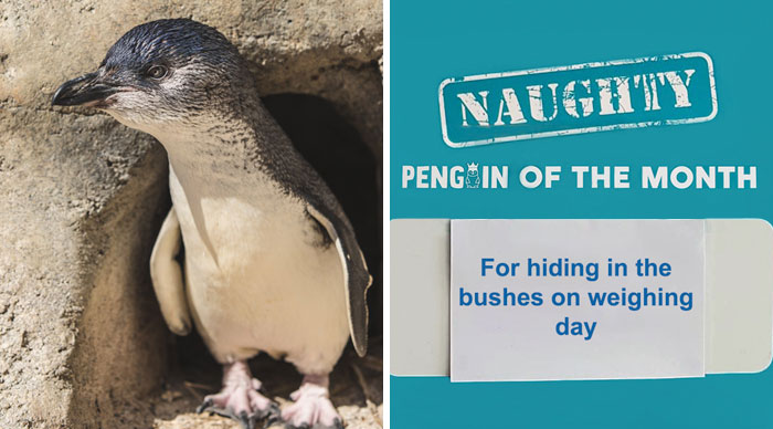 This Aquarium Picks The Naughtiest Penguin Of The Month, And The ‘Crimes’ Are Too Funny
