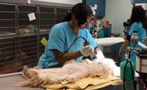 Este perro pasó 2 años viviendo bajo una cama, pero lo salvaron y sufrió un cambio radical (7 fotos)