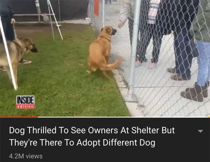 Este perro se emociona al ver a sus antiguos dueños en el refugio, pero están ahí para adoptar a otro perro