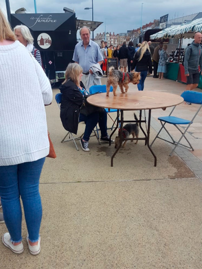 Dog On A Table At A Food Festival