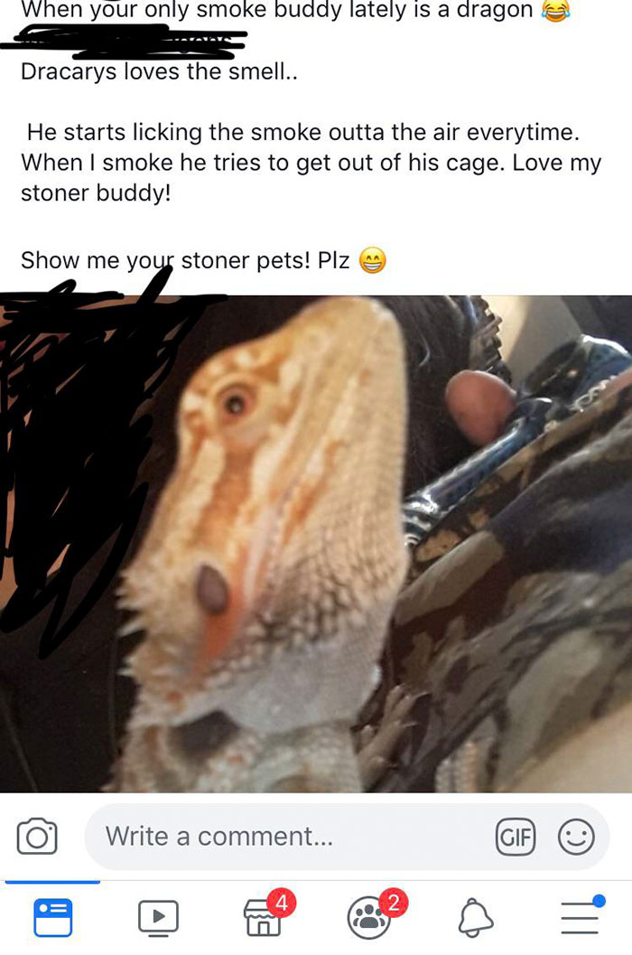I Don’t Know If Weed Is Safe For Reptiles What The Hell Stoner Pets