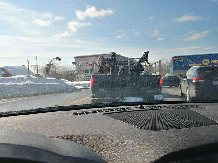 Traveling With 4 Dogs And A Cat In The Back Of A Truck At -25 °c