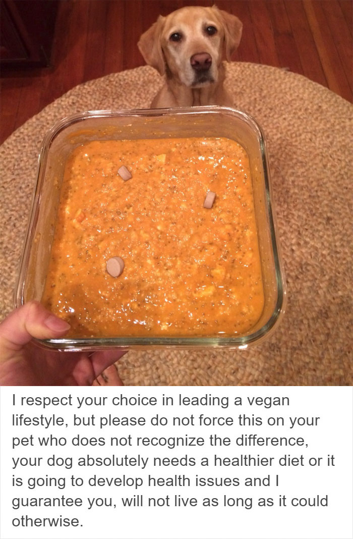 Vegan Posts Pics Of Her Lab ‘Excited’ To Eat Her Vegan Dinner
