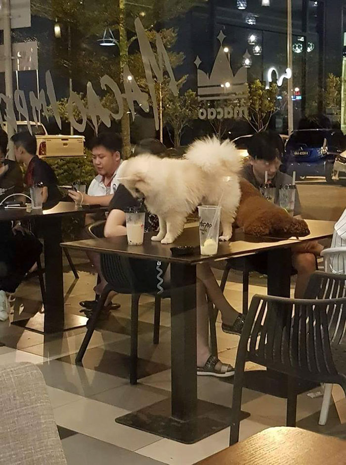 Dueños de perros que creen que esto está bien en un restaurante