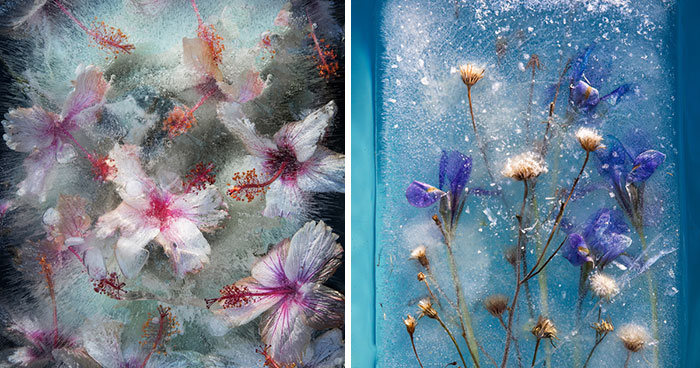 30 Pics Of Flowers That We Captured Encased In Ice (New Pics)