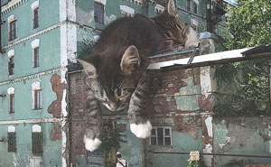 Guy Creates Images That Show How Earth Would Look If Cats Were A Lot Bigger (30 Pics)