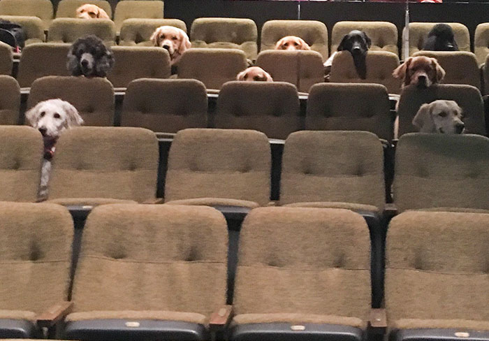 These Service Dogs Attended A Relaxed Performance Of 'Billy Elliot' To Learn How To Behave In A Theater