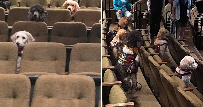 These Service Dogs Attended A Relaxed Performance Of ‘Billy Elliot’ To Learn How To Behave In A Theater
