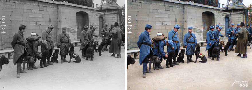 French Soldiers & Red Cross Dogs Before Departing For The Front Tuileries Gardens (Place De La Concorde Gate) Paris, France, 1915